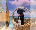 Small #2 Catahoula Leopard Dog-Labrador Retriever Mix