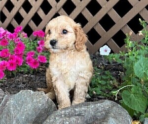 Cavachon-Poodle (Miniature) Mix Dog for Adoption in THORP, Wisconsin USA