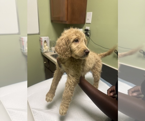 Medium Photo #4 Goldendoodle Puppy For Sale in CLARKSVILLE, TN, USA