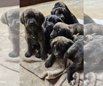 Small Photo #1 Mastiff Puppy For Sale in MERCED, CA, USA