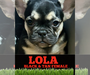 French Bulldog Puppy for sale in ORLANDO, FL, USA