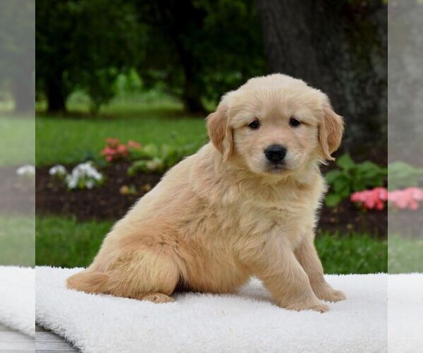 Medium Photo #4 Golden Retriever Puppy For Sale in NEWPORT, PA, USA
