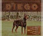 Small Photo #1 Doberman Pinscher Puppy For Sale in WARSAW, IN, USA