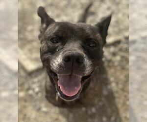 Anyra - Female Mutt Dog for Adoption - Photo #2