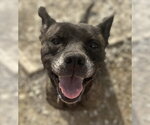 Small Photo #2 Mutt Puppy For Sale in Evansville, IN, USA