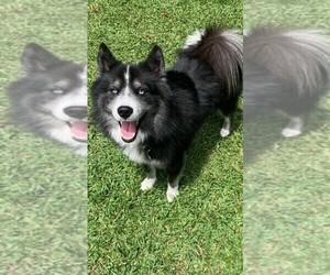 Father of the Pomsky puppies born on 05/27/2023