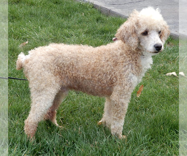 Medium Photo #1 Goldendoodle (Miniature) Puppy For Sale in MILLERSBURG, OH, USA