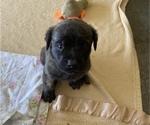 Small Photo #7 Mastiff Puppy For Sale in BRUCETON MILLS, WV, USA