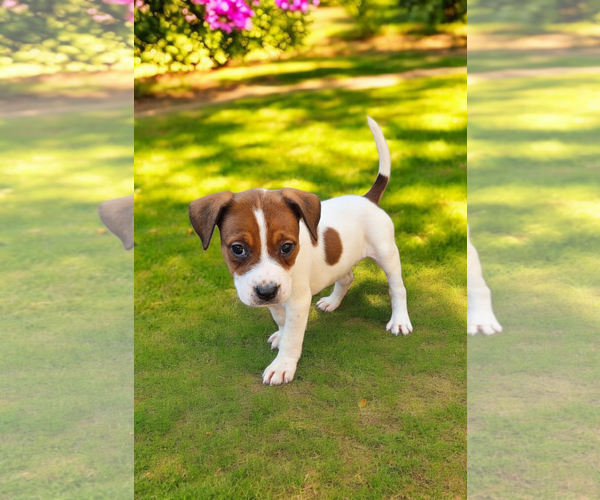 Medium Photo #11 Basenji-Rat Terrier Mix Puppy For Sale in McKinney, TX, USA