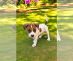 Small #10 Basenji-Rat Terrier Mix