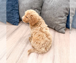 Small #3 Miniature Labradoodle