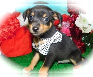 Miniature Pinscher-YorkiePoo Mix Puppy for sale in HAMMOND, IN, USA