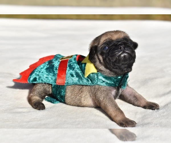 Medium Photo #1 Pug Puppy For Sale in PALM COAST, FL, USA
