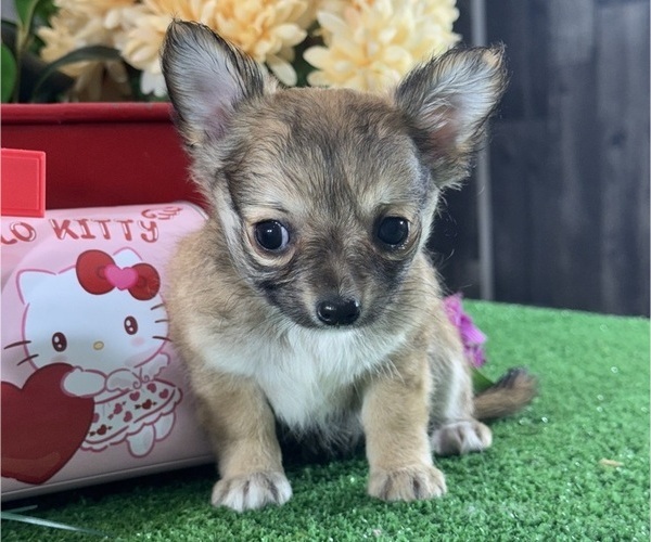 Medium Photo #5 Chihuahua Puppy For Sale in CANOGA, NY, USA