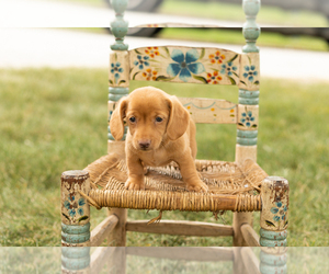 Dachshund Puppy for sale in NAPPANEE, IN, USA