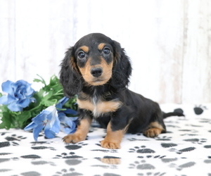 Dachshund Puppy for sale in SHILOH, OH, USA