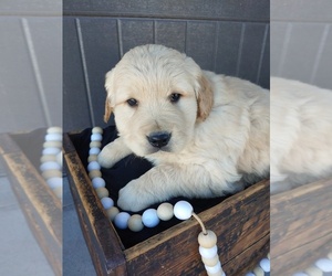 Golden Retriever Puppy for sale in CANON CITY, CO, USA