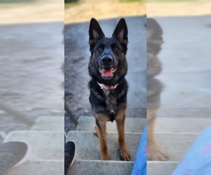 Mother of the German Shepherd Dog puppies born on 05/31/2025