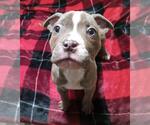 Small American Staffordshire Terrier
