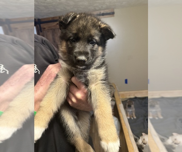 Medium Photo #1 German Shepherd Dog-Siberian Husky Mix Puppy For Sale in LANSING, MI, USA