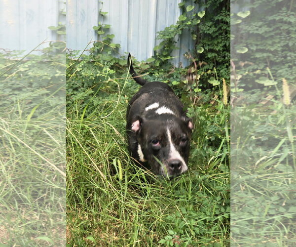 Medium Photo #4 American Bulldog-Unknown Mix Puppy For Sale in Jackson, MS, USA