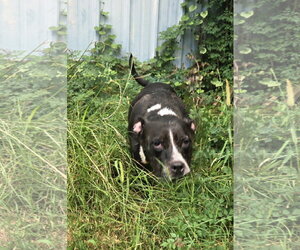 Mercedes - Female American Bulldog-Unknown Mix Dog for Adoption - Photo #4
