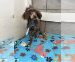 Small #1 Poodle (Miniature)