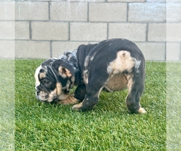 Medium Photo #27 English Bulldog Puppy For Sale in ATLANTA, GA, USA