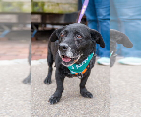 Medium Photo #2 Labbe Puppy For Sale in Shermans Dale, PA, USA