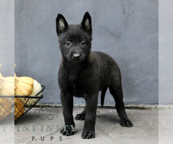Medium Photo #3 Belgian Malinois Puppy For Sale in RONKS, PA, USA