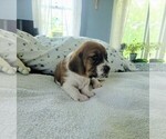 Small #6 Basset Hound