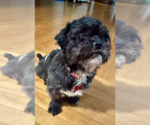 Chewy - Male Shih Tzu Dog for Adoption - Small photo