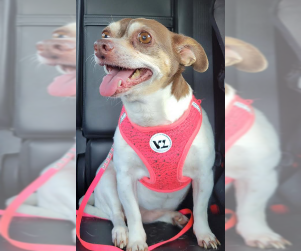 Medium Photo #5 Chihuahua-Unknown Mix Puppy For Sale in Cranston, RI, USA
