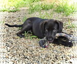 Small #2 Labrador Retriever Mix
