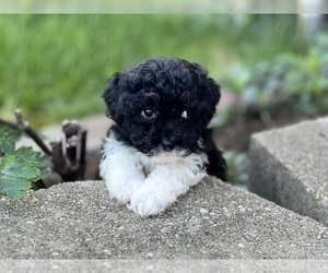 Havapoo Puppy for sale in DUNDEE, OH, USA