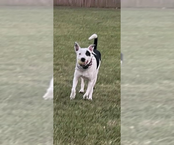 Medium Photo #3 Bull Terrier-Unknown Mix Puppy For Sale in Dallas, TX, USA
