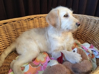 Labradoodle Puppy for sale in LEO, IN, USA