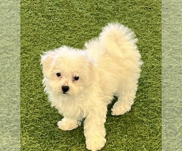 Medium Photo #1 Bichon Frise Puppy For Sale in BERKLEY, MI, USA