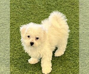 Bichon Frise Puppy for sale in BERKLEY, MI, USA