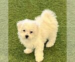 Small Bichon Frise