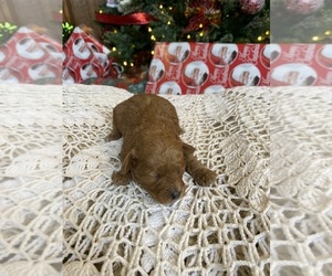 Mal-Shi-Poodle (Miniature) Mix Puppy for sale in MURFREESBORO, AR, USA