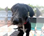 Small #4 Airedale Terrier-German Wirehaired Pointer Mix