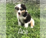 Puppy Ace Miniature Australian Shepherd