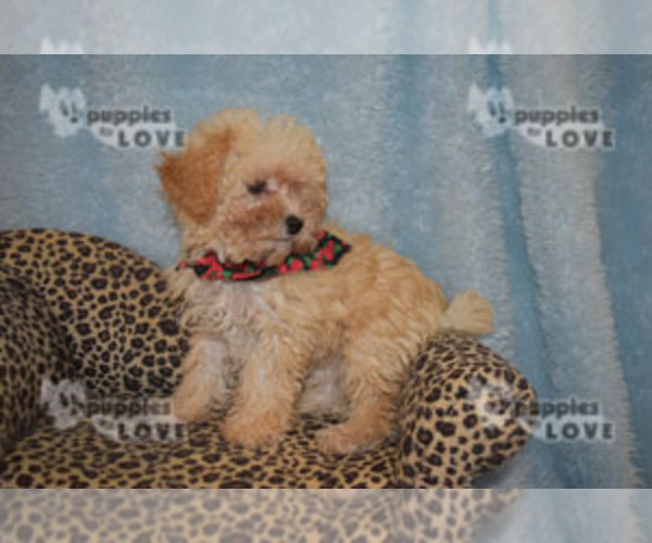 Medium Photo #8 Poodle (Toy) Puppy For Sale in SANGER, TX, USA