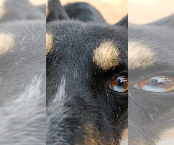 Medium Photo #6 Australian Kelpie Puppy For Sale in Apple Valley, CA, USA