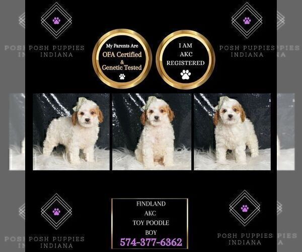 Medium Photo #2 Poodle (Toy) Puppy For Sale in WARSAW, IN, USA