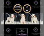 Small Photo #92 Poodle (Toy) Puppy For Sale in WARSAW, IN, USA