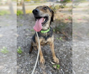 Catahoula Leopard Dog-Unknown Mix Dogs for adoption in Rockaway, NJ, USA