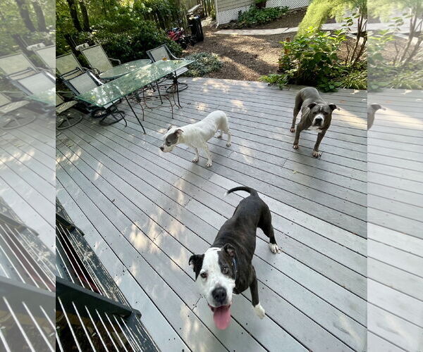 Medium Photo #23 Mutt Puppy For Sale in Mount Laurel, NJ, USA