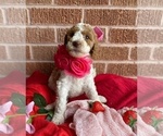 Small Photo #8 Goldendoodle Puppy For Sale in SHERMAN, TX, USA